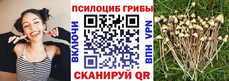 Галлюциногенные грибы Cubensis  kraken как зайти  Катайск 